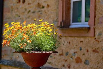 Fototapeta na wymiar Blumenkübel mit gelben Blumen