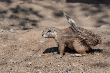 
A single Cape Ground Squirrel (Xerus inauris) sitting in the sandy ground.