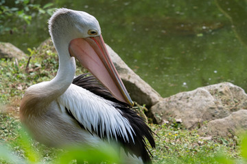 Australian pelicans (Pelecanus conspicillatus) by the water 