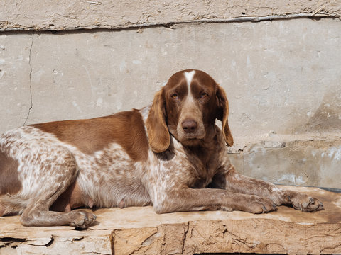 Purebred beautiful dog lying on stone