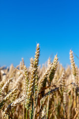 Fototapeta premium Close up view in golden ripe wheat ears under blue coudless sky in summer