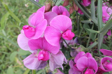 Flowers of pink mattiola