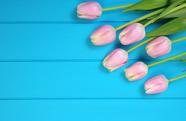 Obraz na płótnie Canvas Tulips on blue wood.