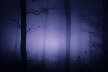 dark fantasy forest background, magical purple light