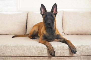 Cute Belgian Shepherd Malinois puppy with a black mask lying indoors on a couch © Eudyptula