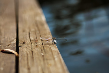 dragonfly on a old wooden pier