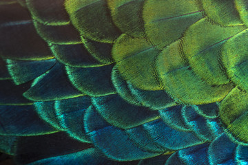 Bright colors of peacock feathers