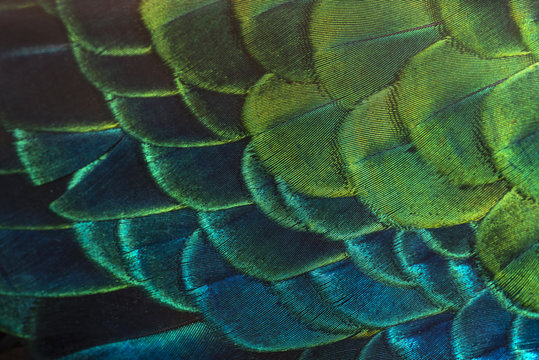 Bright colors of peacock feathers
