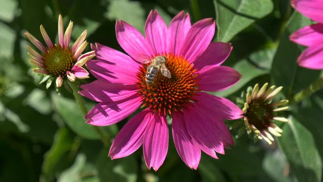 Close-up of a purple cone-flower ( Echinacea purpurea ) with a bee collects nectar, native 30fps - Cinelike D - 4K video