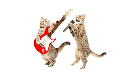 Fototapeta premium Muzyk dwa koty razem na białym tle na białym tle