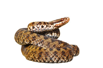 Vipera berus over white