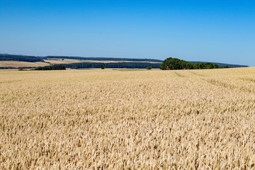 Golden ripe wheat field under blue sky in summer 