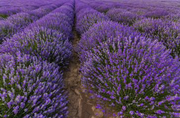 Naklejka na ściany i meble Stunning colorful landscape of blooming lavender rows