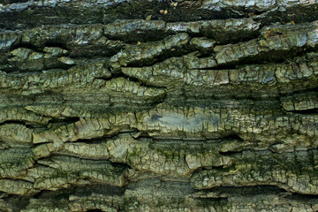 Texture of the tree bark. Bark baskground