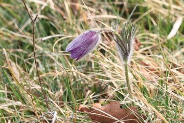 Fritillaire jurassienne
