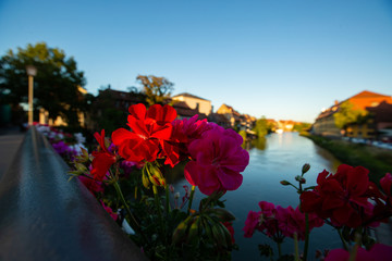 Fototapeta na wymiar Blick auf fränkische Architektur über bunte rota, rosa Blumen an der Regnitz (Fluss) in Bamberg