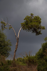 Two Trunked Tree, Storm Clouds in the Background (vertical)