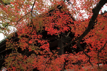 寺の山門を覆う紅葉