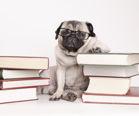 smart intelligent pug puppy dog with reading glasses, sitting down between piles of books, on white...