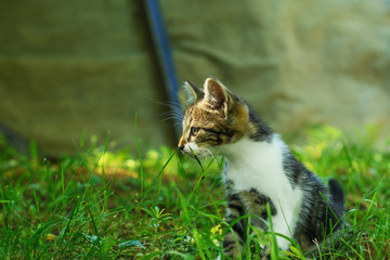 Kitten, sitting in the grass, in the shade, and looking aside, is partially lit by the warm sunlight. Selective focus on its head.