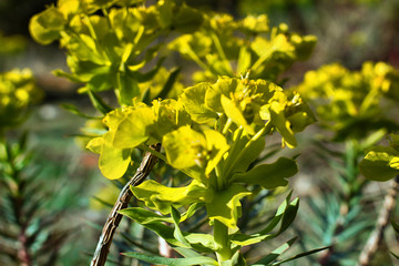 Gopher spurge on dry plateau of Taurus mountains