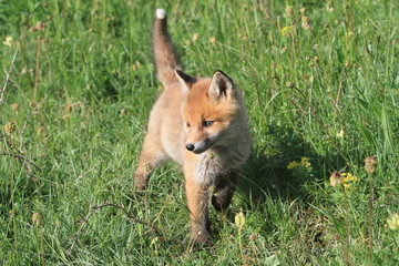 Renardeau en vadrouille dans la prairie