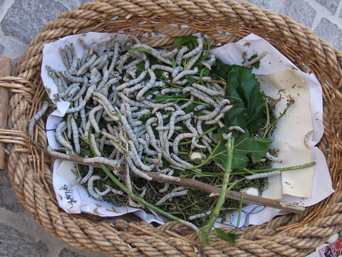 Bachi da seta