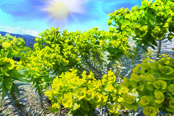 Gopher spurge on dry plateau of Taurus mountains