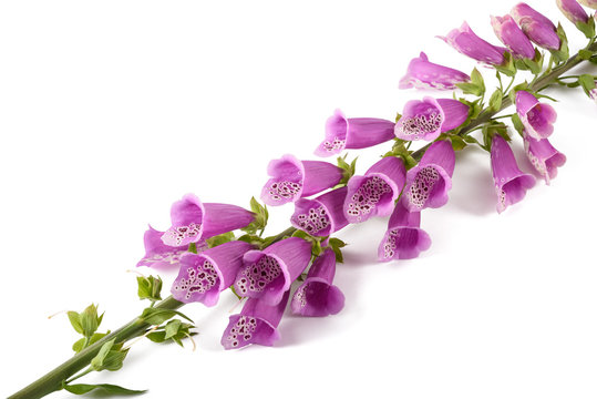 Digitalis Purpurea