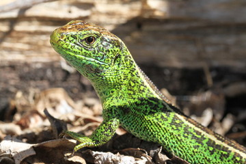 Lézard jurassien