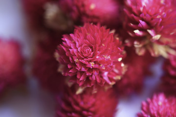 amaranth flower in macro style 