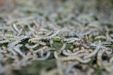 CAMBODIA PHNOM PENH SILK ISALND PRODUCTION