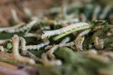 CAMBODIA PHNOM PENH SILK ISALND PRODUCTION