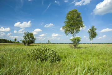 Tall grass in the wild meadow and single birch trees