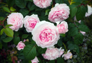 english shrub pink Olivia rose Austin