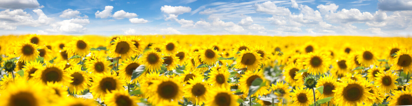 Summer Landscape of Golden Sunflower Field