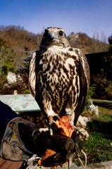 falco sacro falco cherrung falconeria prignano modena emilia romagna