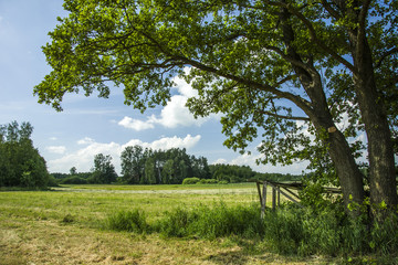 Grass and shadow under an old tree