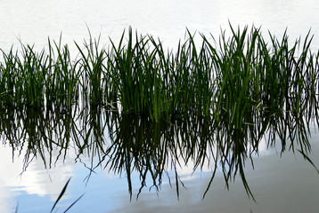 Eine Reihe Schilfbüschel spiegelt sich im glatten See
