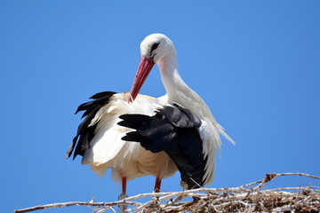 Storch bei der Gefiederpflege