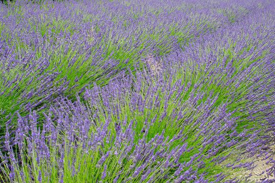 Detail of lavender field in the summer time