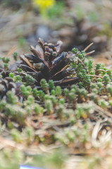 day bumps in the pine forest