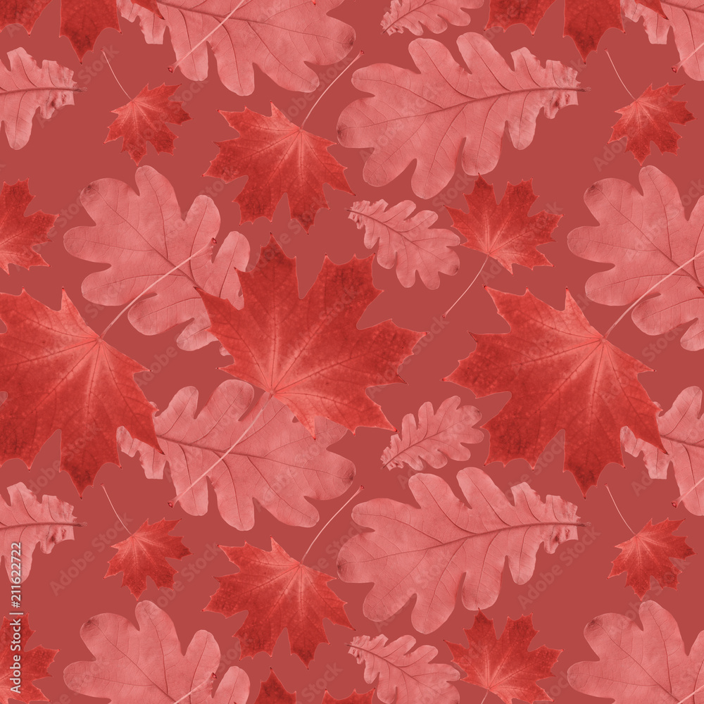 Canvas Prints autumn pattern from dry oak leaves and dry maple leaves on a red background
