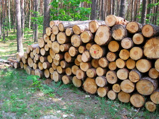 kłody drewna sosnowego w lesie © robert6666