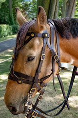 Portrait view of light brown horse with bridal leather straps