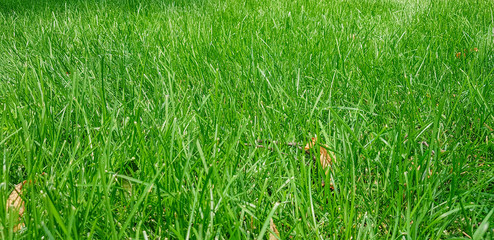 green lawn grass