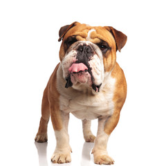 lovely english bulldog standing and panting while looking tos ide