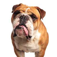close up of adorable brown and white english bulldog panting