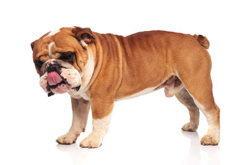 side view of adorable english bulldog panting and looking down