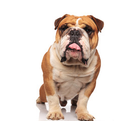 Obraz premium cute english bulldog with tongue exposed stretching